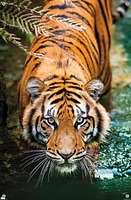 Tiger - Water Wall Poster, 22.375" x 34" Framed