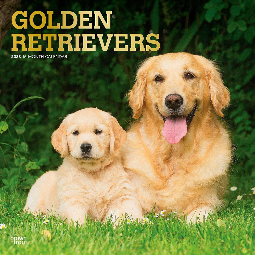 Golden Retrievers | 2023 12x24 Inch Square Wall Calendar