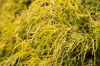1 Gallon (3.8L) Evergreen Mix 6 Pack