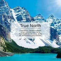 Assainisseur d'air LITTLE TREES True North 3-Pack LT True North, paquet de 3