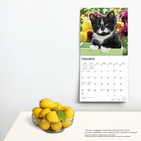 BrownTrout Tuxedo Cats 2024 12x24 Inch Square Wall Calendar, 9781975465476