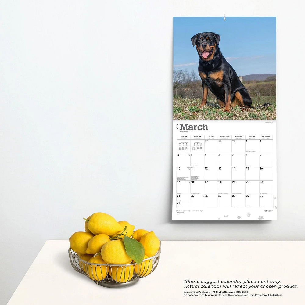 BrownTrout Rottweilers 2024 12x24 Inch Square Wall Calendar, 9781975464837