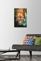 Tiger - Water Wall Poster, 22.375" x 34" Framed