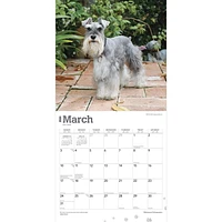 BrownTrout Miniature Schnauzers 2024 12x24 Inch Square Wall Calendar, 9781975464912