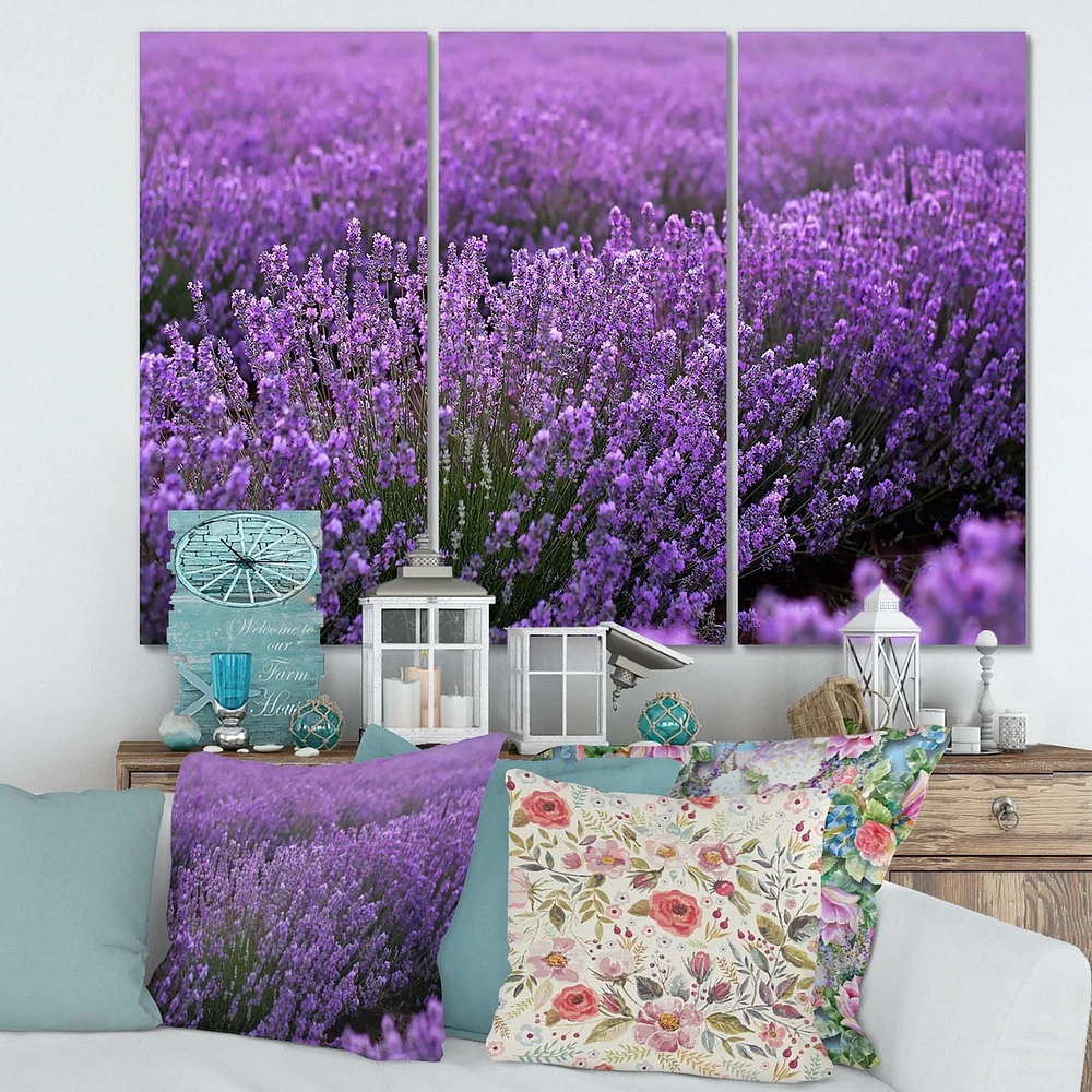 Designart Blooming Purple Lavender Field Canvas Wall Art