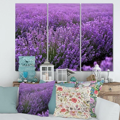 Designart Blooming Purple Lavender Field Canvas Wall Art