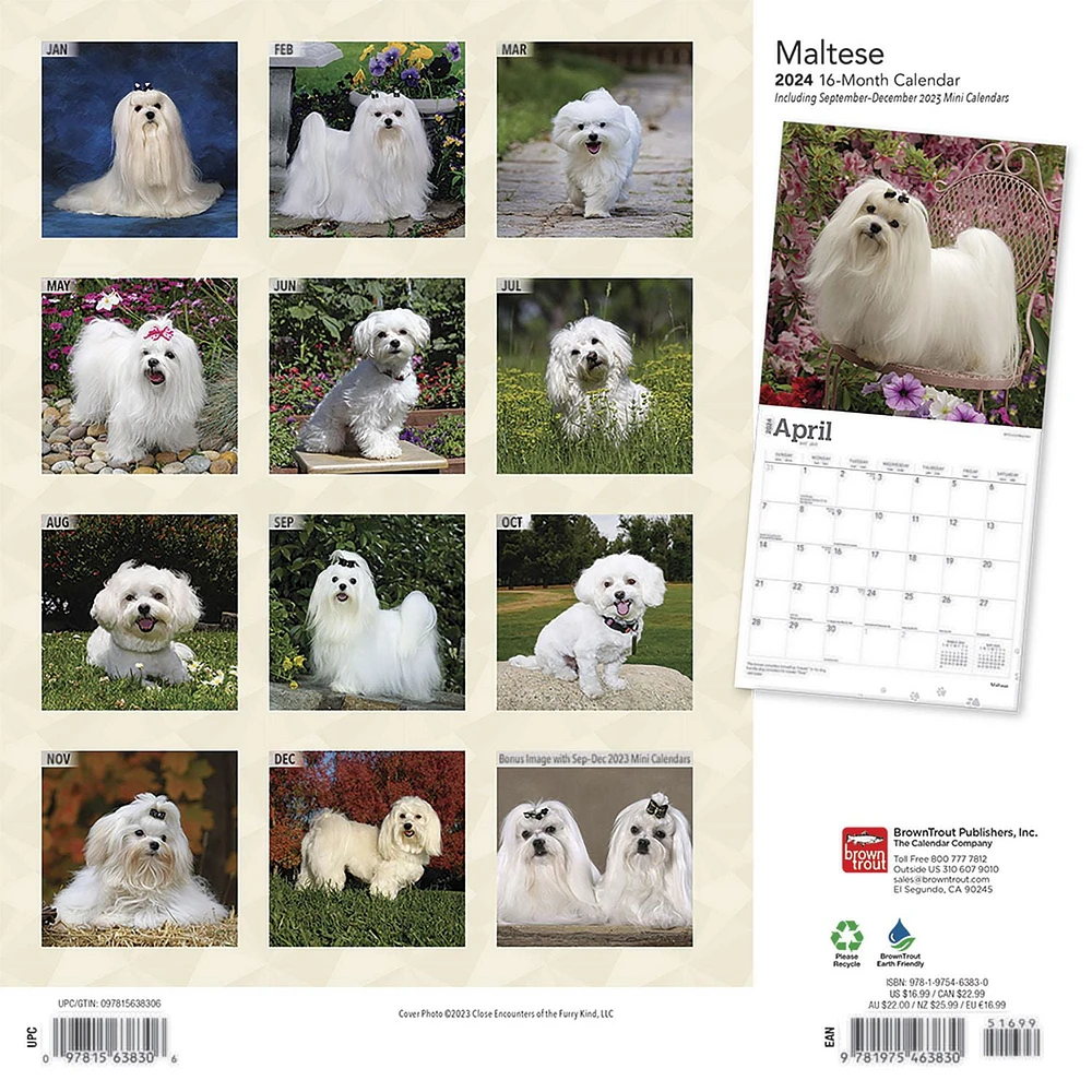 BrownTrout Maltese 2024 12x24 Inch Square Wall Calendar, 9781975463830