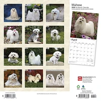 BrownTrout Maltese 2024 12x24 Inch Square Wall Calendar, 9781975463830