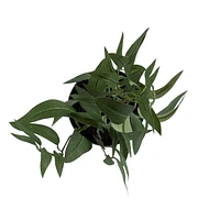 Faux Olivier Zarina Dans Un Pot Noir de hometrends 45,7 cm h x 11,4 cm d
