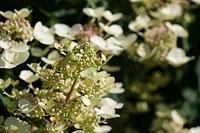 1 Gallon (3.8L) PeeGee Hydrangea Shrub 6 Pack