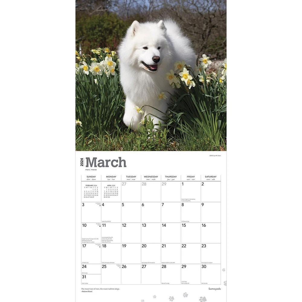 BrownTrout Samoyeds 2024 12x24 Inch Square Wall Calendar, 9781975464868