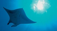 The Blue Planet: Seas Of Life (Blu-ray)