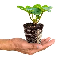 5 Albion Strawberry Plants