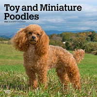 BrownTrout Toy and Miniature Poodles 2024 12x24 Inch Square Wall Calendar, 9781975467975