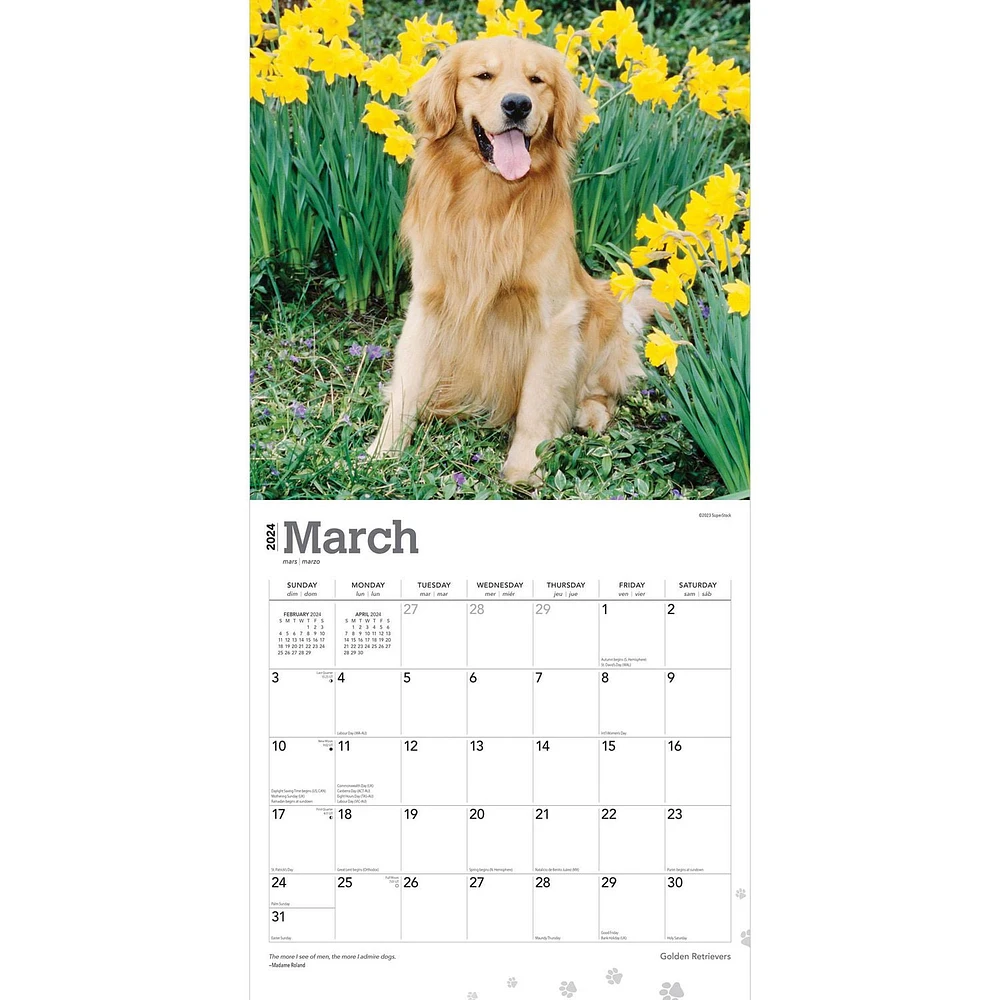 BrownTrout Golden Retrievers 2024 12x24 Inch Square Wall Calendar, 9781975462925