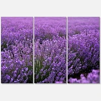 Designart Blooming Purple Lavender Field Canvas Wall Art