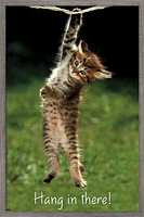 Famous Kitten Hang In There Poster Wall Poster