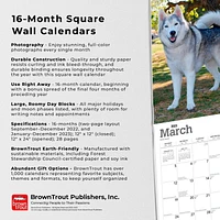 Siberian Huskies 2023 Square