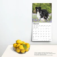 BrownTrout Border Collies 2024 12x24 Inch Square Wall Calendar, 9781975461874