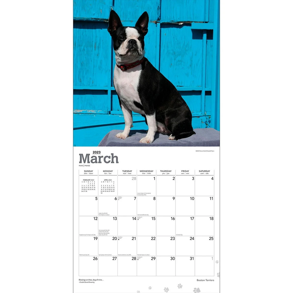 Boston Terriers | 2023 12x24 Inch Square Wall Calendar