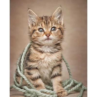Printed Throw Kitten Lover