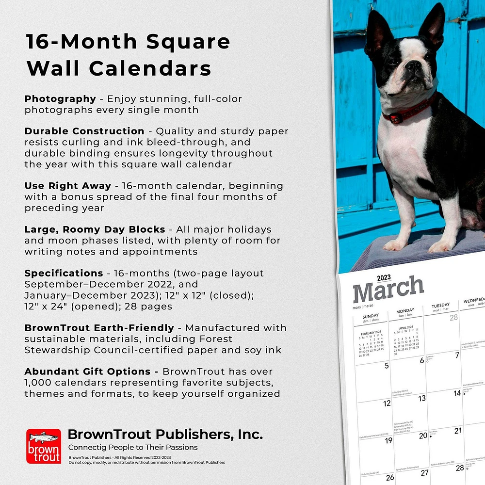 Boston Terriers | 2023 12x24 Inch Square Wall Calendar