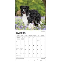 BrownTrout Border Collies 2024 12x24 Inch Square Wall Calendar, 9781975461874