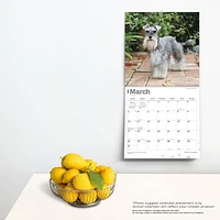 BrownTrout Miniature Schnauzers 2024 12x24 Inch Square Wall Calendar, 9781975464912