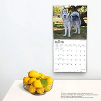 Siberian Huskies 2023 Square