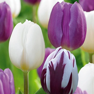 TASC Bulbes de tulipes - Tulip Triumph - Drapeau flamboyant, drapeau violet et drapeau blanc (20 ampoules)