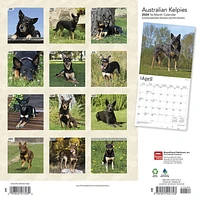 BrownTrout Australian Kelpies 2024 12x24 Inch Square Wall Calendar, 9781975457723