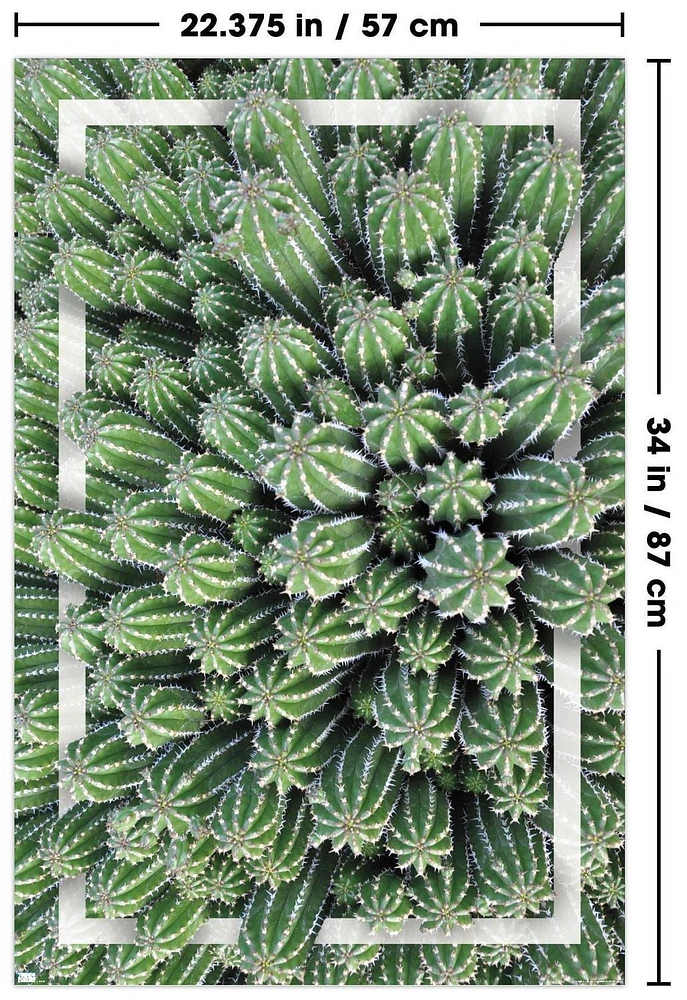 Cactus - Group Wall Poster, 22.375" x 34"