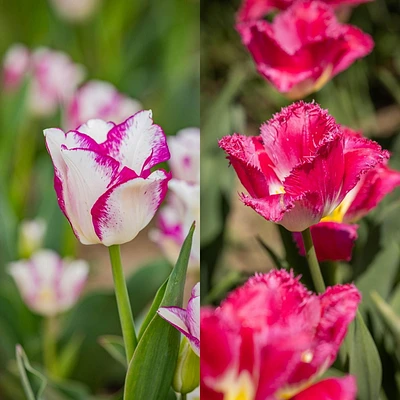 TASC Tulip Flower Bulbs-TulipTriumph & Fringed- Hotpants & Burgundy Lace(20 Bulbs)