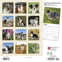 BrownTrout Australian Shepherds 2024 12x24 Inch Square Wall Calendar, 9781975457747