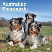 BrownTrout Australian Shepherds 2024 12x24 Inch Square Wall Calendar, 9781975457747