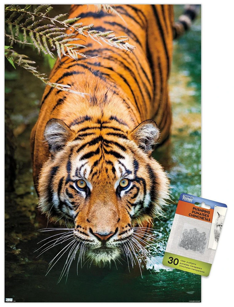 Tiger - Water Wall Poster, 22.375" x 34" Framed