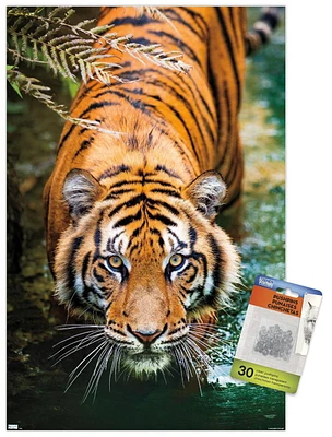 Tiger - Water Wall Poster, 22.375" x 34" Framed