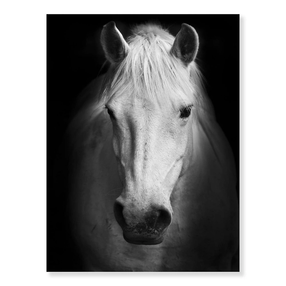 Designart White Horse Black and White Canvas Wall Art