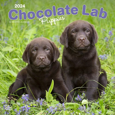 BrownTrout Chocolate Labrador Retriever Puppies 2024 12x24 Inch Square Wall Calendar, 9781975463564