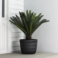 16" Shelton planteur Jardinière décorative