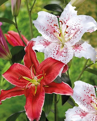 Lilium Oriental Hybrid Kissproof & Muscadet, Lil Oriental Hybrid Kissproof & Muscadet 5 Bulbs