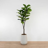 Figuier à feuilles de violon en pot, 1 tige