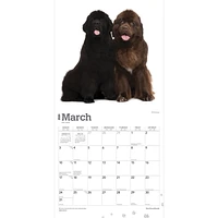 BrownTrout Newfoundlands 2024 12x24 Inch Square Wall Calendar, 9781975464295