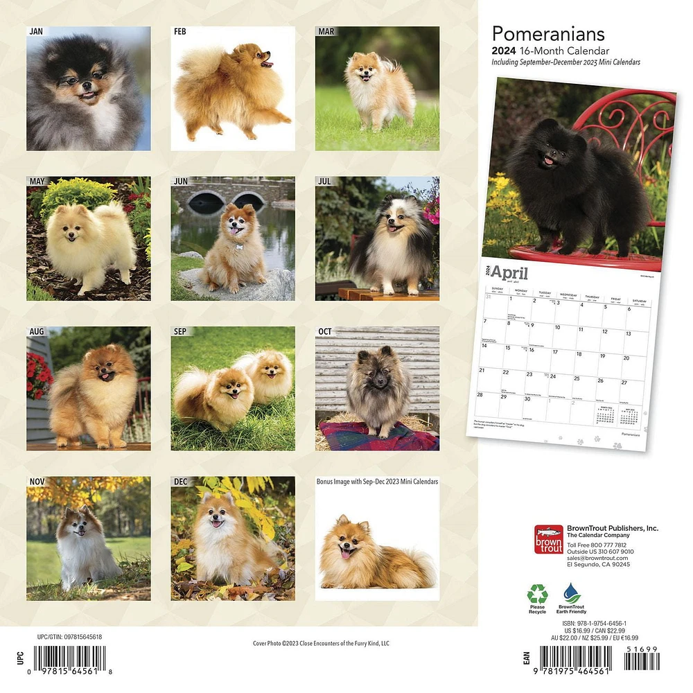 BrownTrout Pomeranians 2024 12x24 Inch Square Wall Calendar, 9781975464561