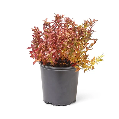 2 Gallon (7.5L) Goldflame Spirea Shrub