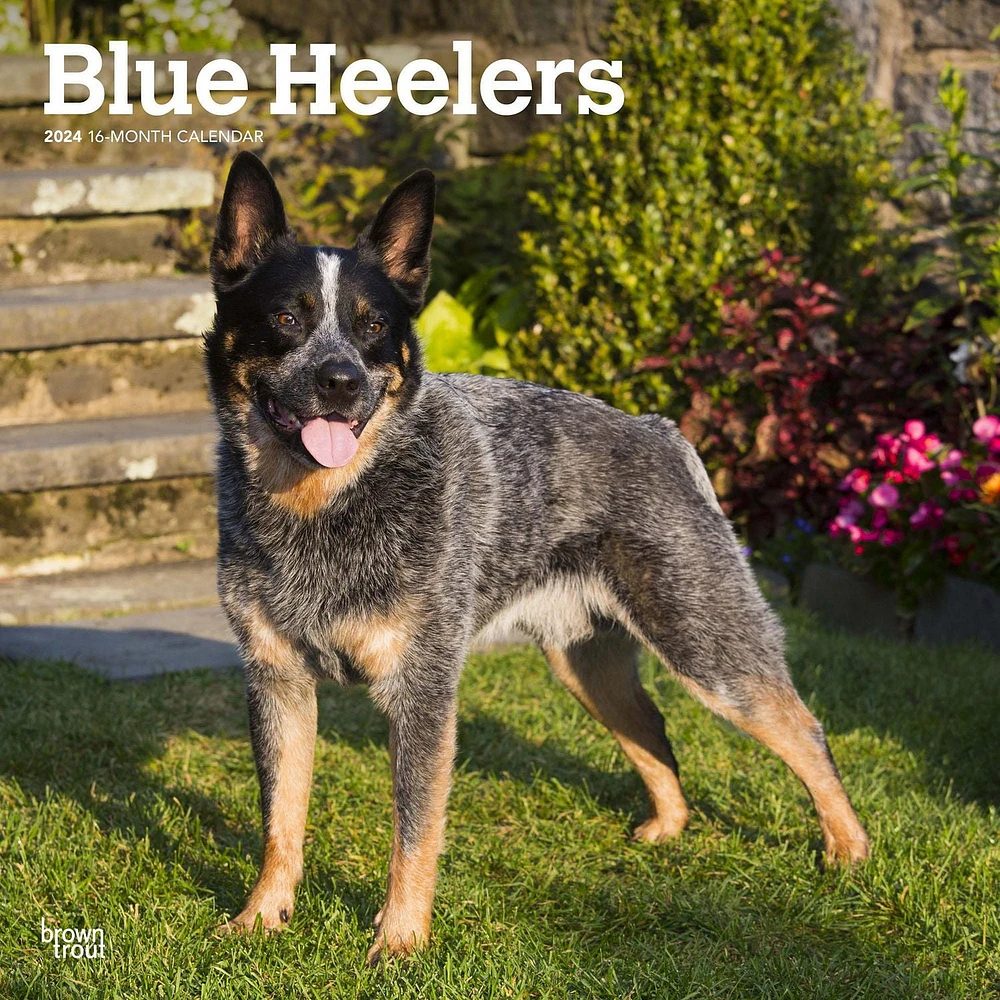 BrownTrout Blue Heelers 2024 12x24 Inch Square Wall Calendar, 9781975461836