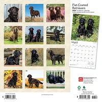 BrownTrout Flat-Coated Retrievers 2024 12x24 Inch Square Wall Calendar, 9781975467890