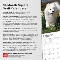 BrownTrout Samoyeds 2024 12x24 Inch Square Wall Calendar, 9781975464868