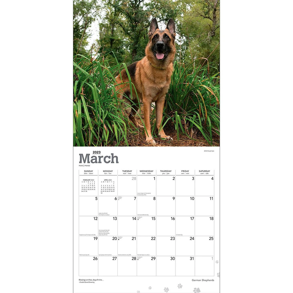 German Shepherds 2023 Square