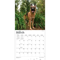 German Shepherds 2023 Square